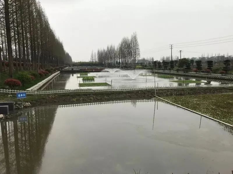氨氮含量過高的水對水產養殖有什么影響 氨氮含量過高的水對水產養殖有什么影響