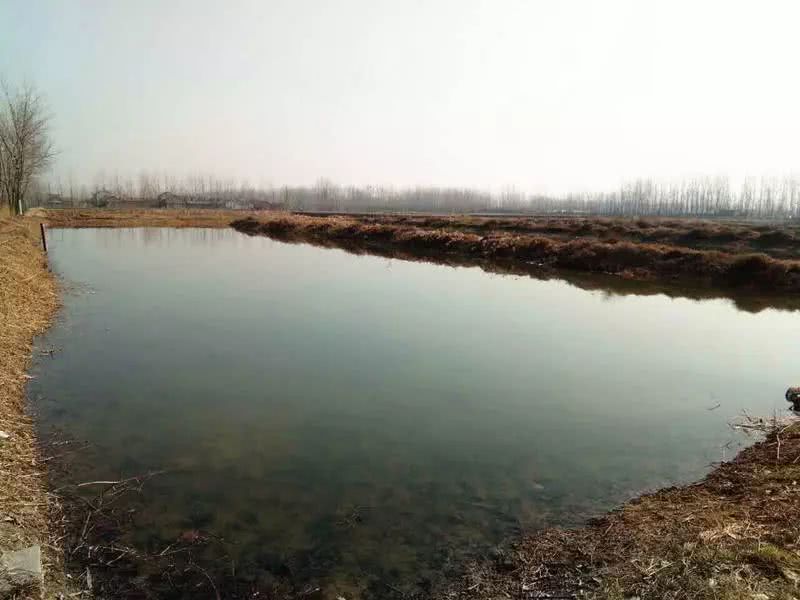 檢測蝦塘水質中的溶解氧，需要哪款設備