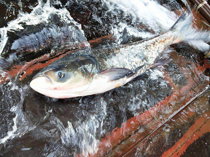 水產養殖一定要注意的“三大害”